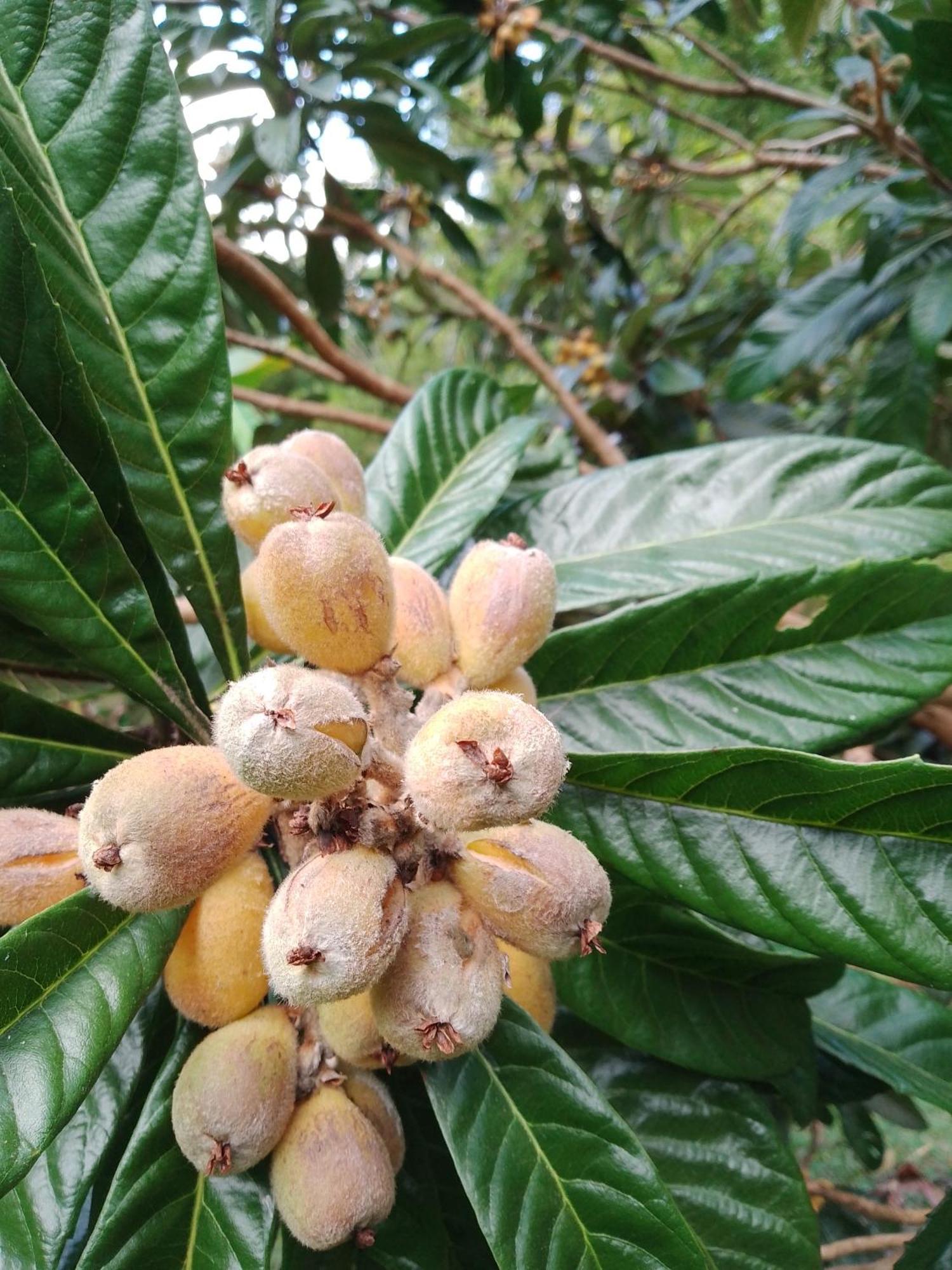 Rancho Pe Da Pedra Villa São Bento do Sapucaí Rom bilde