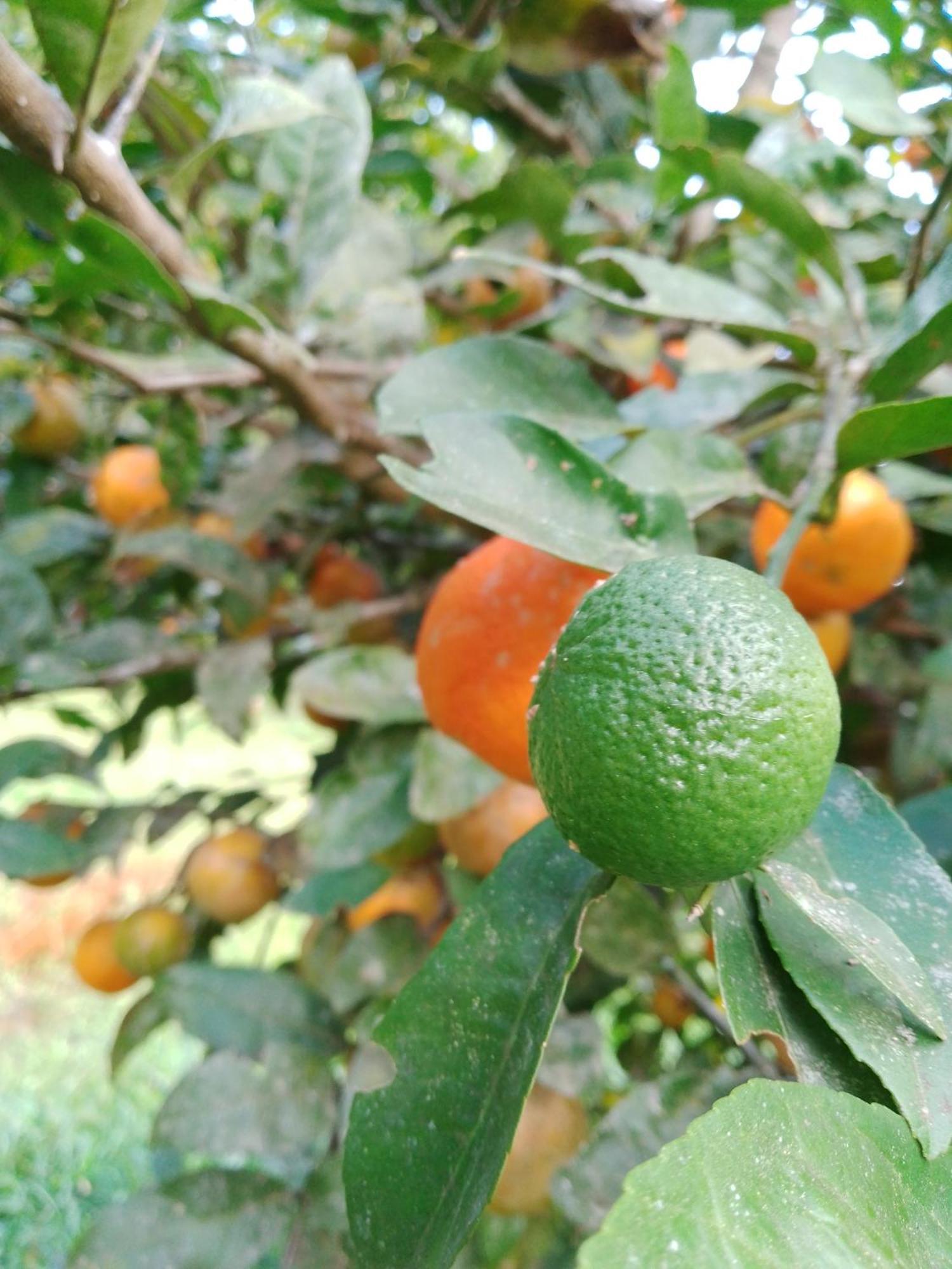 Rancho Pe Da Pedra Villa São Bento do Sapucaí Rom bilde