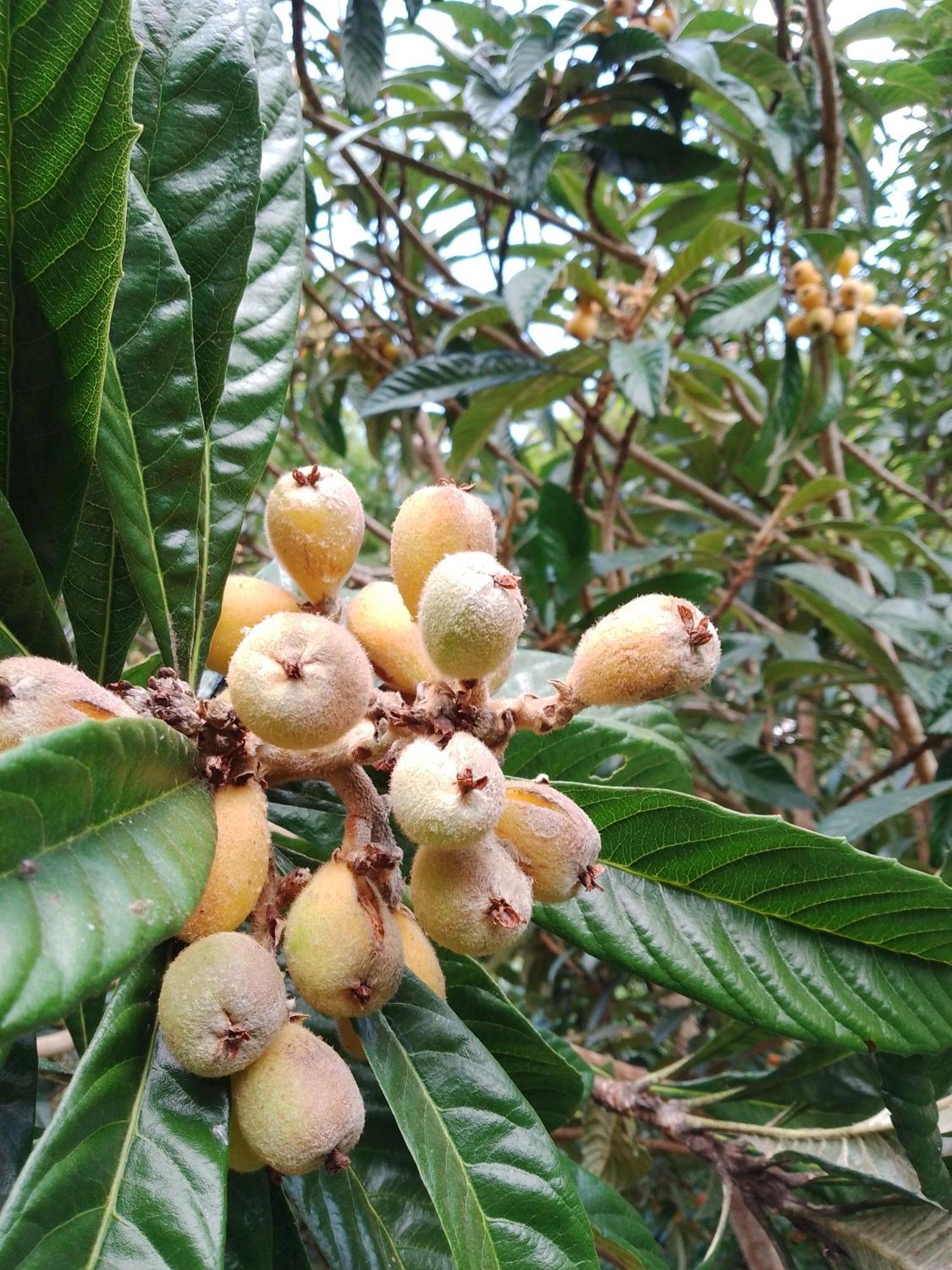 Rancho Pe Da Pedra Villa São Bento do Sapucaí Rom bilde